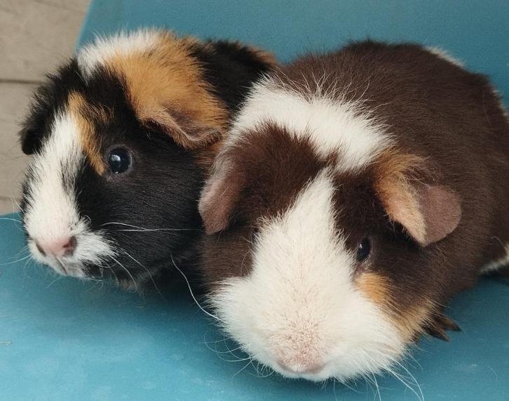 2 jonge US Teddy cavia's, Dieren en Toebehoren, Knaagdieren, Vrouwelijk, Cavia, Maart