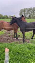 3j zwarte merrie, Dieren en Toebehoren, Paarden, Merrie