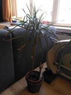 Plant, Tuin en Terras, Ophalen