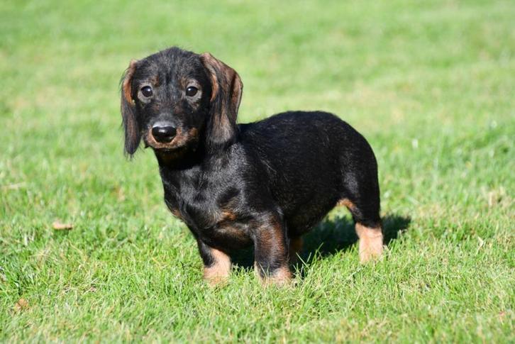 Ruwharige Teckel pup te koop (teefje), Dieren en Toebehoren, Honden | Teckels en Dashonden, Teef, Ruwhaar, Dwerg, Fokker | Professioneel