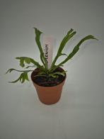 Nestvaren Asplenium Nidus Crissie, Enlèvement ou Envoi