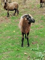 5 Kameroen rammetjes, Dieren en Toebehoren, Mannelijk, Schaap, 0 tot 2 jaar