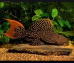 L114 leopard cactus pleco, Dieren en Toebehoren, Vissen | Aquariumvissen
