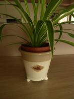 Graslelie + cachepot, Huis en Inrichting, Overige soorten, In pot, Minder dan 100 cm, Groene kamerplant