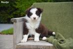 Prachtige Border Collie pup, Colley, Plusieurs, Parvovirose, Belgique