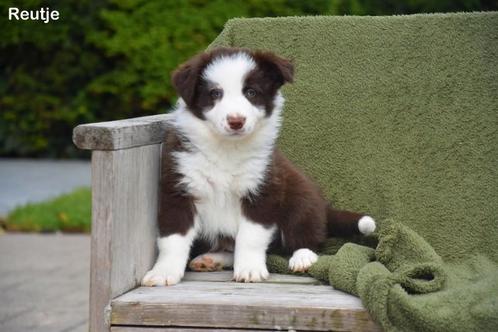 Prachtige Border Collie pup, Animaux & Accessoires, Chiens | Bergers & Bouviers, Plusieurs animaux, Colley, Éleveur | Professionnel