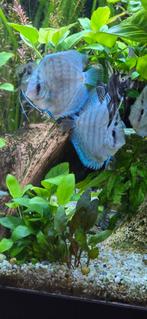 Vissen dex, Dieren en Toebehoren, Vissen | Aquariumvissen