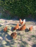 Isa-Brown broedeieren