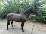 Leuke alrounder, Dieren en Toebehoren, Paarden, Merrie