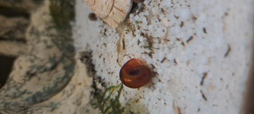 Rode posthoornslakken – eigen kweek 🐌, Dieren en Toebehoren, Vissen | Aquaria en Toebehoren, Ophalen
