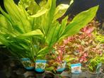 Hobbyaquarium  alle planten uitzoeken gehlel assrtom,, Ophalen, Nieuw, Plant(en), Steen of Hout