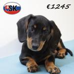 Teckel - zwart&bruin pup te koop (korthaar), 15 weken tot 1 jaar, CDV (hondenziekte), Eén hond, Reu