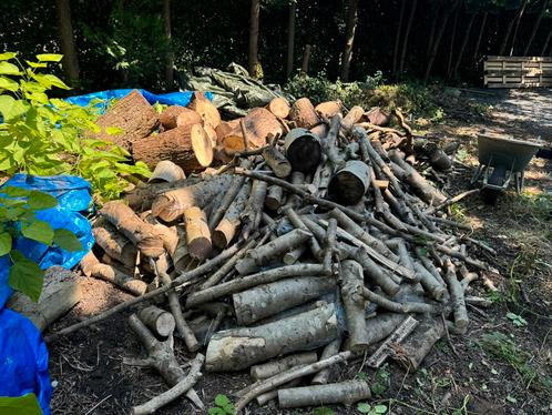 Droog brand hout ess/okkernootboom /trompetboom, Jardin & Terrasse, Bois de chauffage, Enlèvement