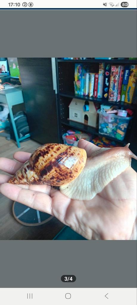 Agaatslakjes te koop, Dieren en Toebehoren, Insecten en Spinnen