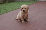 Prachtige golden retriever pups (geteste ouders!), Dieren en Toebehoren, CDV (hondenziekte), Meerdere, Golden retriever, 8 tot 15 weken