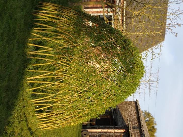 wilgenhut gele knotwilgen grienden, Tuin en Terras, Planten | Bomen, Ophalen
