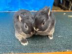 2 black & tan konijntjes, Dieren en Toebehoren, Konijnen, Meerdere dieren, Dwerg, 0 tot 2 jaar