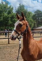 Count on me Z Hengst veulen, Dieren en Toebehoren, Springpaard, Gechipt, 0 tot 2 jaar, Hengst