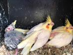 Valparkiet, Dieren en Toebehoren, Vogels | Overige Vogels