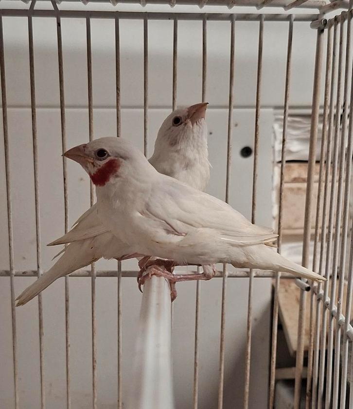 Koppel ino bandvinken te koop (2025), Dieren en Toebehoren, Vogels | Overige Vogels, Tropenvogel, Meerdere dieren, Geringd