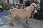 Lieve shetlander merrie zoekt goede thuis, Dieren en Toebehoren, Pony's, Merrie, A pony (tot 1.17m), Gechipt, 11 jaar of ouder