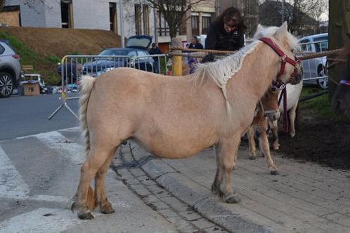 Lieve shetlander merrie zoekt goede thuis, Dieren en Toebehoren, Pony's, Merrie, A pony (tot 1.17m), Recreatiepony, 11 jaar of ouder