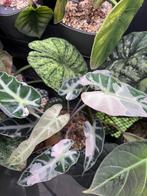 Alocasia knollen (ook variegata!) verschillende soorten, Huis en Inrichting, Kamerplanten, Ophalen of Verzenden, Overige soorten