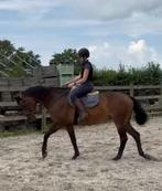 lieve merrie ideaal wandelpaard of weidemaatje, Dieren en Toebehoren, Paarden, Merrie, Gechipt, Niet van toepassing, 160 tot 165 cm