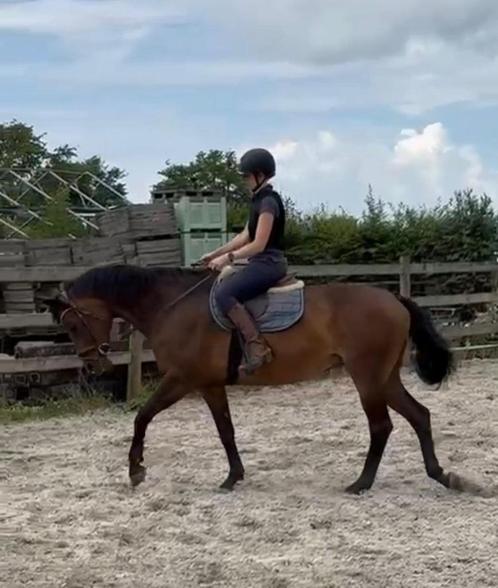 lieve merrie ideaal wandelpaard of weidemaatje, Dieren en Toebehoren, Paarden, Merrie, Niet van toepassing, 160 tot 165 cm, 11 jaar of ouder
