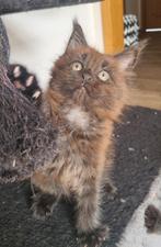 Maine Coon kittens met stamboom, Meerdere dieren, Met stamboom, 0 tot 2 jaar