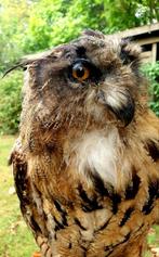 Taxidermie, opgezette Europese oehoe, Dieren en Toebehoren, Vogels | Overige Vogels