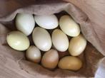 œufs de nandoe