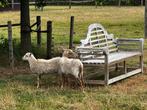 6 ouessant ooien, Vrouwelijk, Schaap, 0 tot 2 jaar