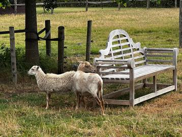 6 ouessant ooien, Femelle, Mouton, 0 à 2 ans