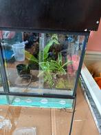 2 Dutch Rana bakjes + gifkikkers, Ophalen, Gebruikt, Terrarium of Paludarium