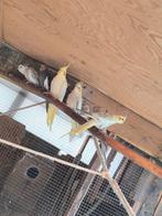 Calopsitte,valkparkieten, Dieren en Toebehoren