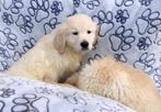 Golden retriever pup teefje, Dieren en Toebehoren, Golden retriever, België, CDV (hondenziekte), 8 tot 15 weken