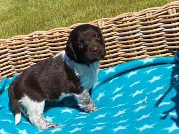 Heidewachtel pups  beschikbaar voor biedingen