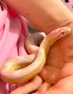 Strawberry snow cornsnake / korenslang, Slang, Tam, 3 tot 6 jaar