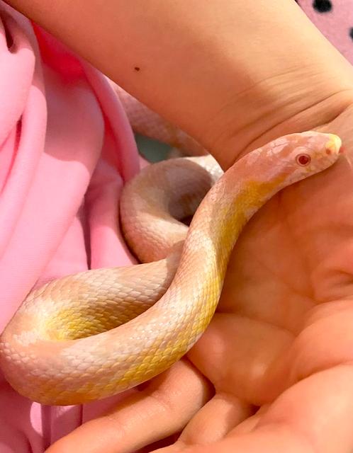 Strawberry snow cornsnake / korenslang, Dieren en Toebehoren, Reptielen en Amfibieën, Slang, 3 tot 6 jaar, Tam