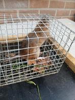 Stevige ratten vallen, Dieren en Toebehoren, Ophalen