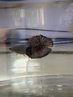 Betta vrouw, Dieren en Toebehoren