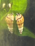 Torenslakken, Dieren en Toebehoren, Vissen | Aquariumvissen, Slak of Weekdier, Zoetwatervis