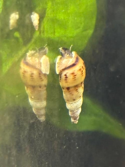 Torenslakken, Dieren en Toebehoren, Vissen | Aquariumvissen, Zoetwatervis, Slak of Weekdier