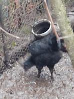 Ayam cemani haan, Dieren en Toebehoren, Pluimvee