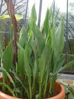 Canna Intrigue Green (exclusief), Volle zon, Vaste plant, Zomer, Ophalen