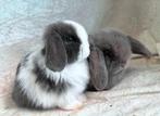 Prachtig mooi zeer lief handtam koppeltje MINILOP konijntjes, Klein, Meerdere dieren, 0 tot 2 jaar, Hangoor
