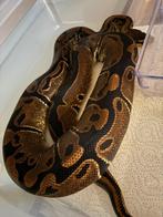 Ball python, Dieren en Toebehoren, Slang, 3 tot 6 jaar