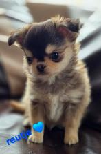 Prachtige  langharige  en kortharige chihuahua  pups, Dieren en Toebehoren, België, Fokker | Hobbymatig, Reu, CDV (hondenziekte)