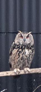 Gezocht: europese oehoe wijfje, Dieren en Toebehoren, Vrouwelijk, Roofvogel, Geringd